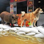 A dog and a pig trying to stay dry