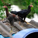 A way to raise Chickens, on the roof .