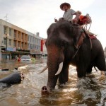 An elephant helper Photo by Sukree Sukplang